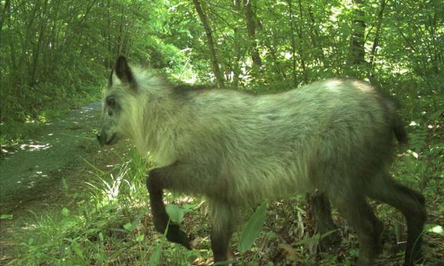 Fukushima, Japan, Ten Years After the Nuclear Leak: Transformed into a Wildlife Paradise